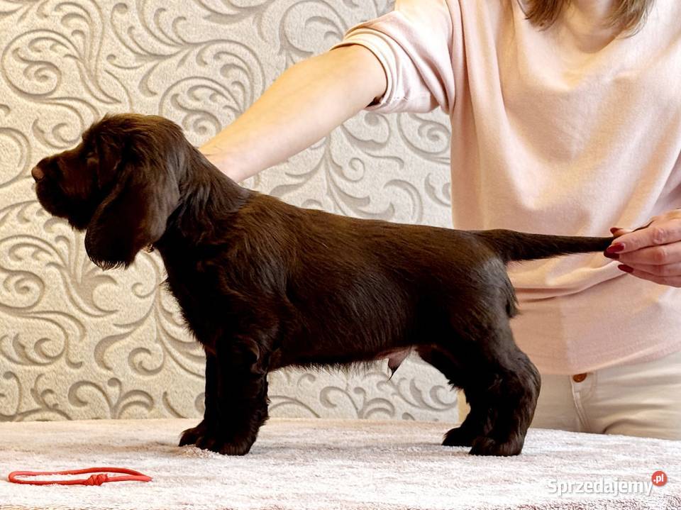 Field spaniel Kraków
