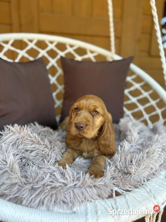 Piękny piesek Cocker Spaniel Angielski
