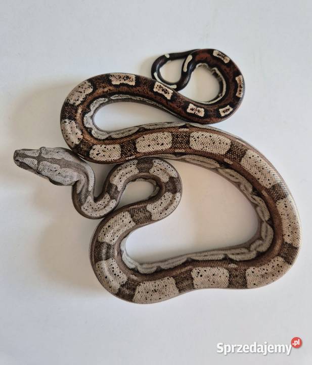 8 boa cesarski cb25 samica