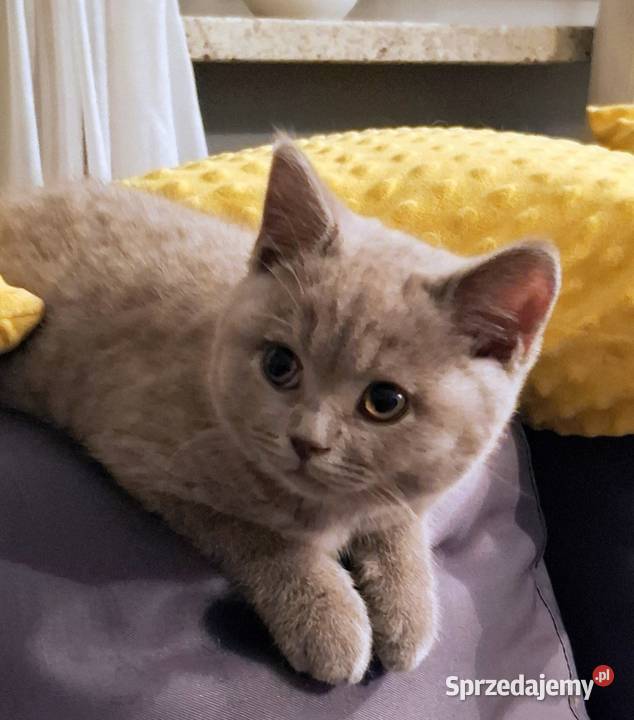 Kociaki brytyjskie FPL kocurkotka Brytyjski Skarżysko-Kamienna
