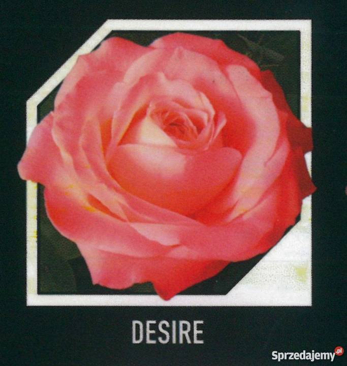 sadzonki róż RÓŻE HURT Rośliny Radom