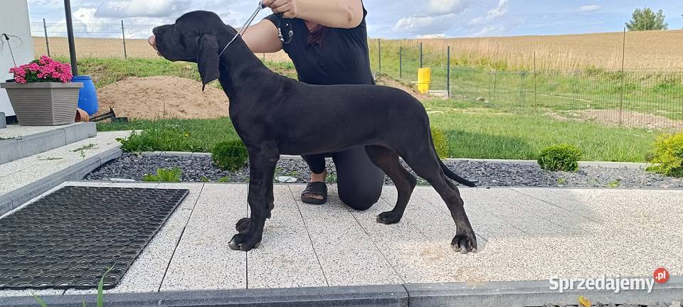 Dog niemiecki czarny