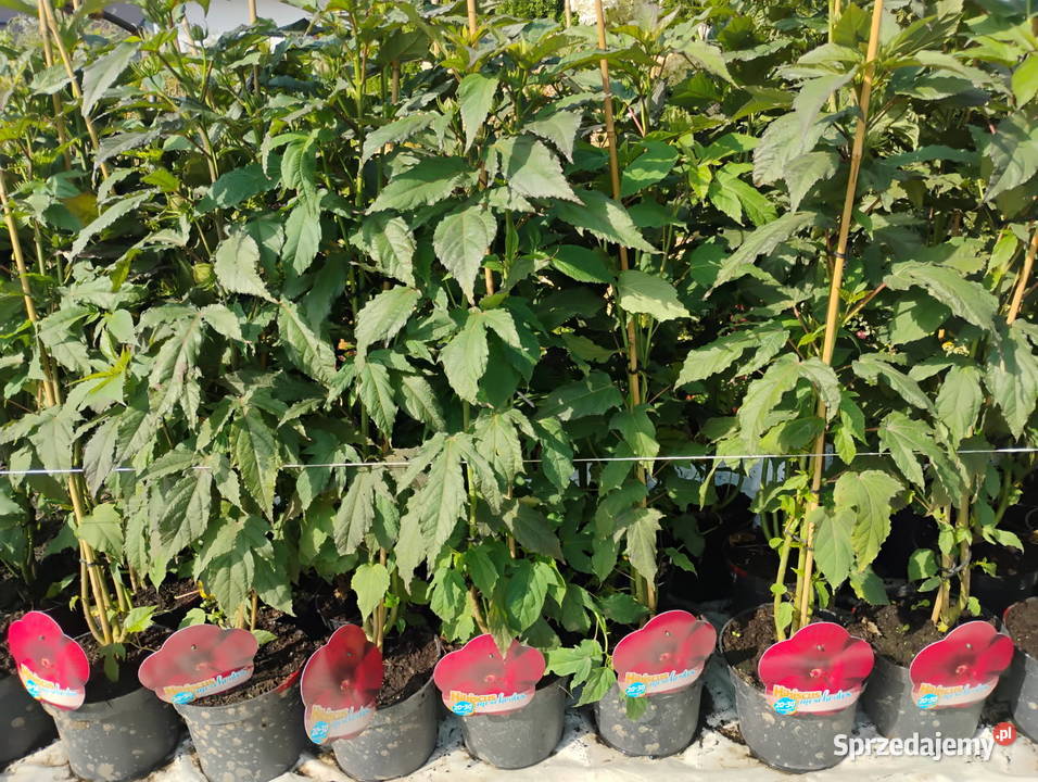 Hibiskus bagienny duże sadzonki Pozostałe Chrzanowo-Bronisze