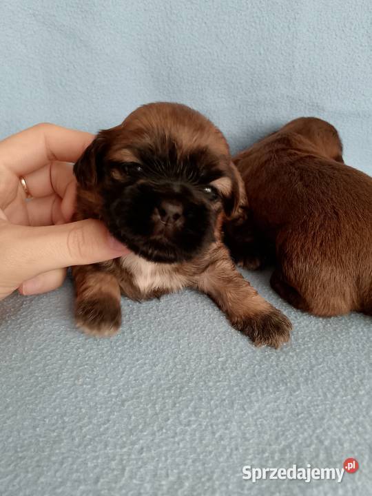 Piękny piesek rasy ShihTzu Opole