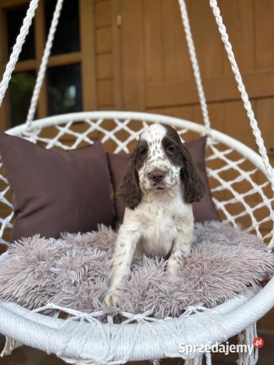 Śliczny piesek Cocker Spaniel Angielski liver Warszawa