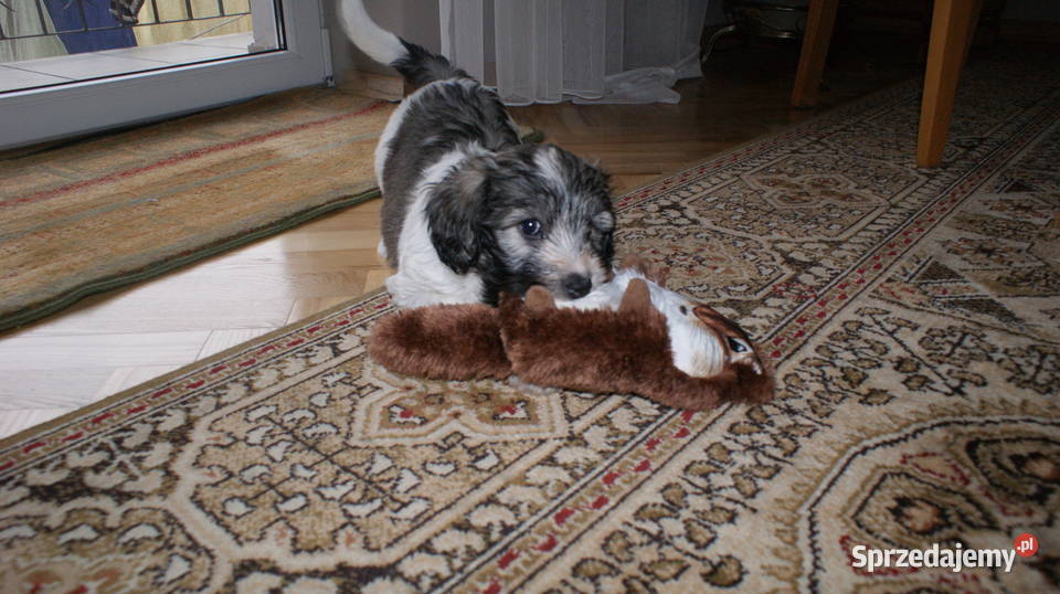 polski owczarek nizinny Jarosław sprzedam