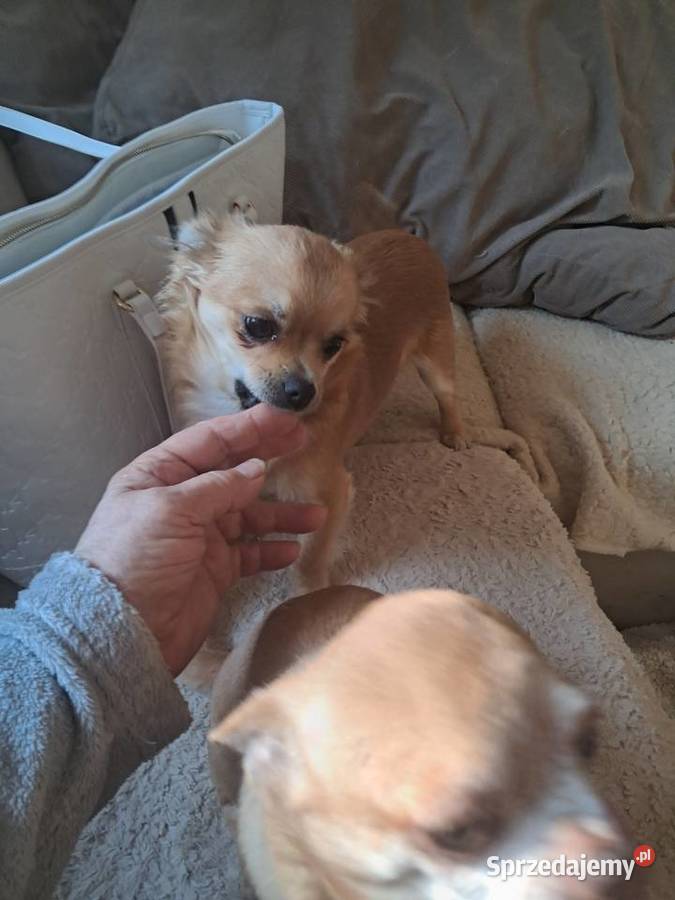 Szczeniak chihuahua Chihuahua Rybnik sprzedam