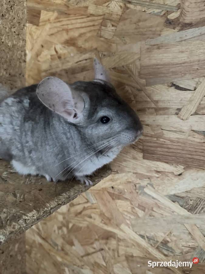 Sprzedam szynszyle samiec i samica Jastrzębie-Zdrój