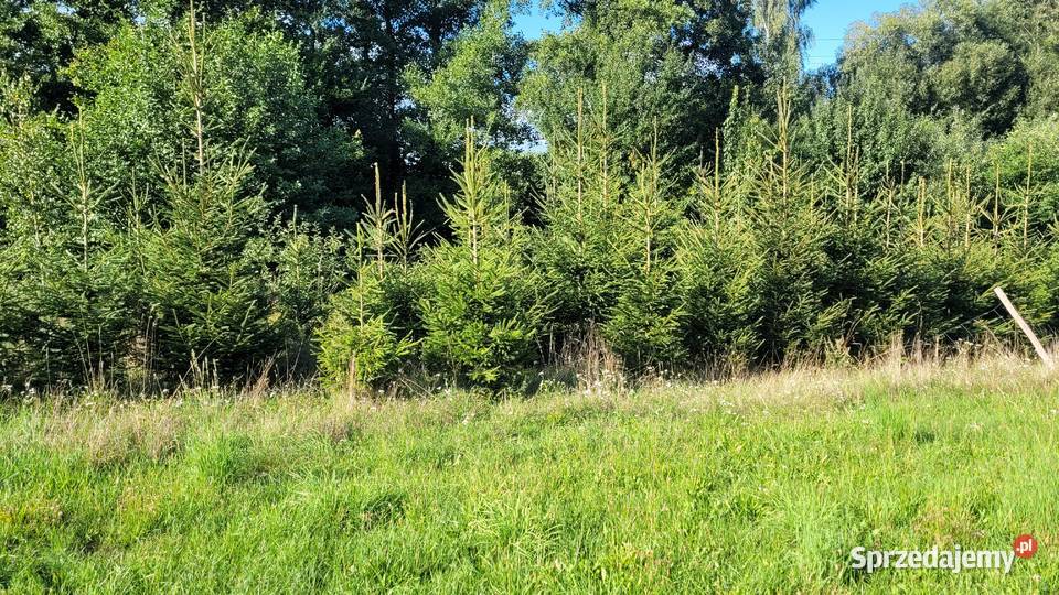 Świerk choinki sprzedam