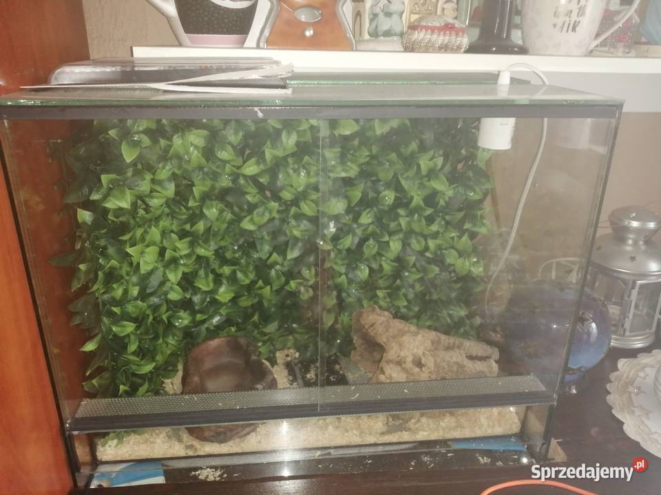 Mam do sprzedania terrarium z wyposażeniem Siemianowice Śląskie