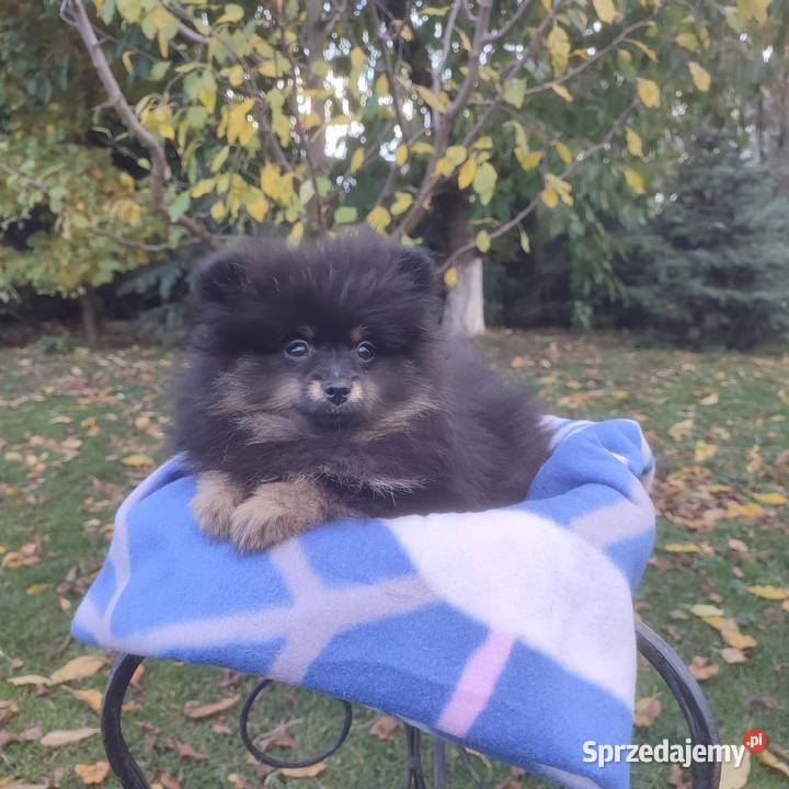 Wzorcowy Mały Szpic Niemiecki piękny exterrier opolskie Krapkowice