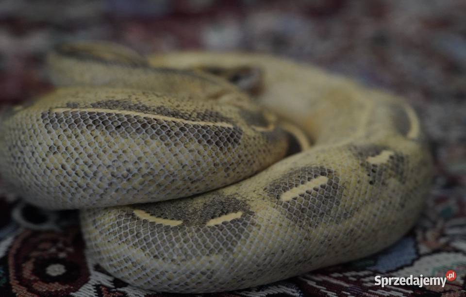 Waż pyton królewski Highway cb21 2100g regius Gady i płazy Gdańsk
