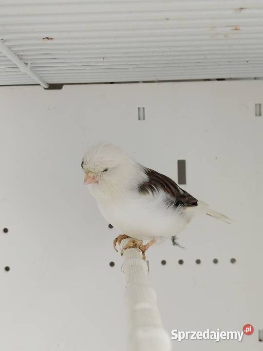 Kanarek Gloster samica Gostyń