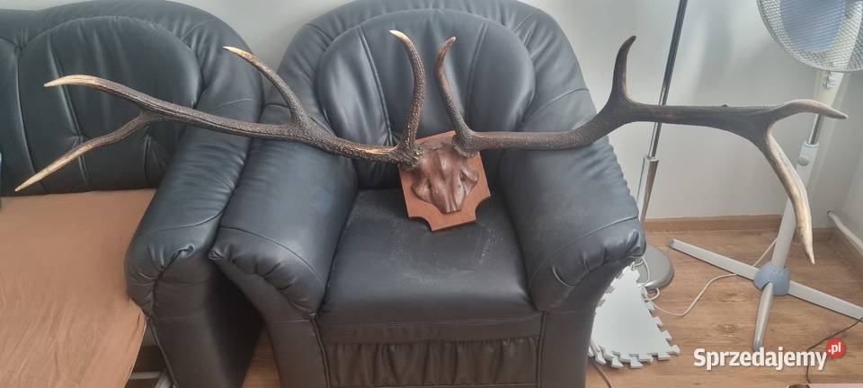 Poroże Jelenia Kraków