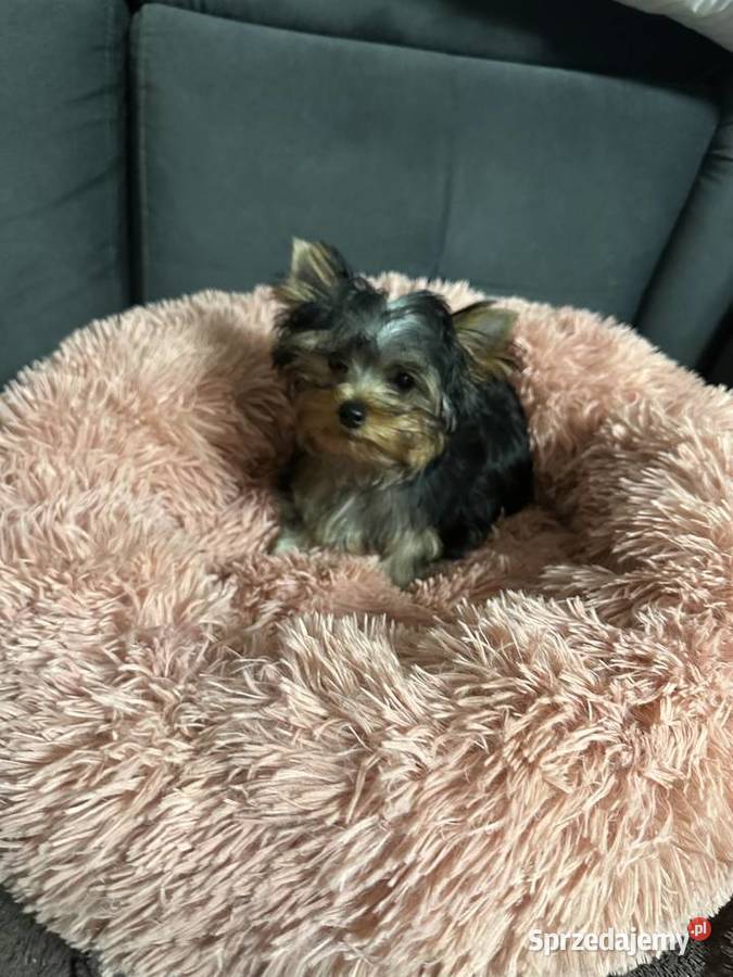 Yorkshire Terrier Wrocław sprzedam