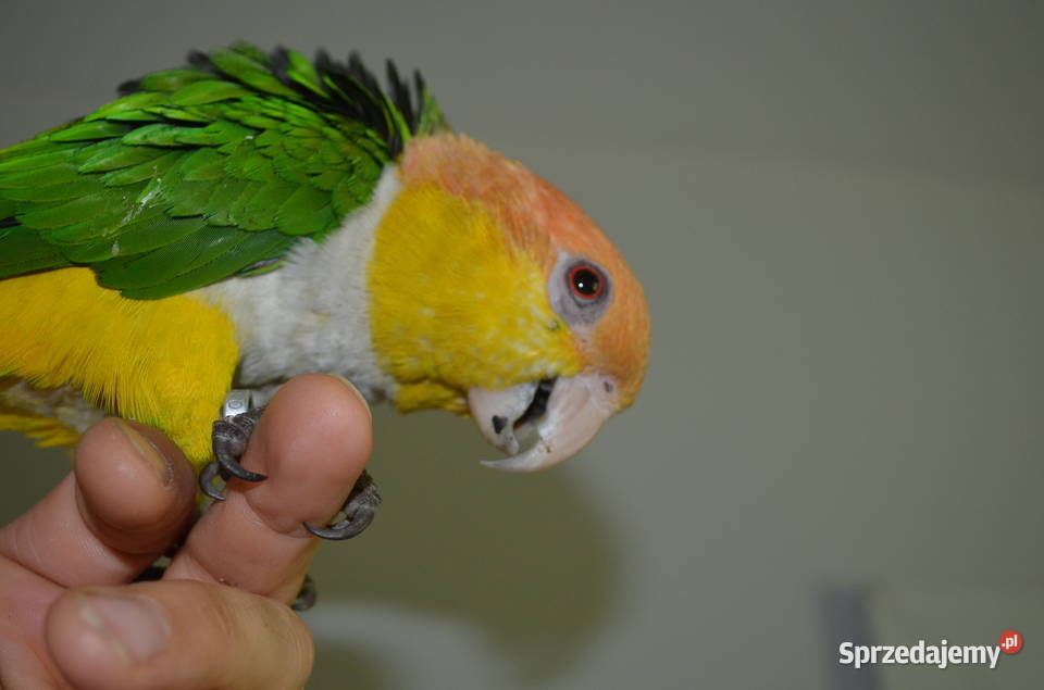 Barwinka Białobrzucha małopolskie Kraków