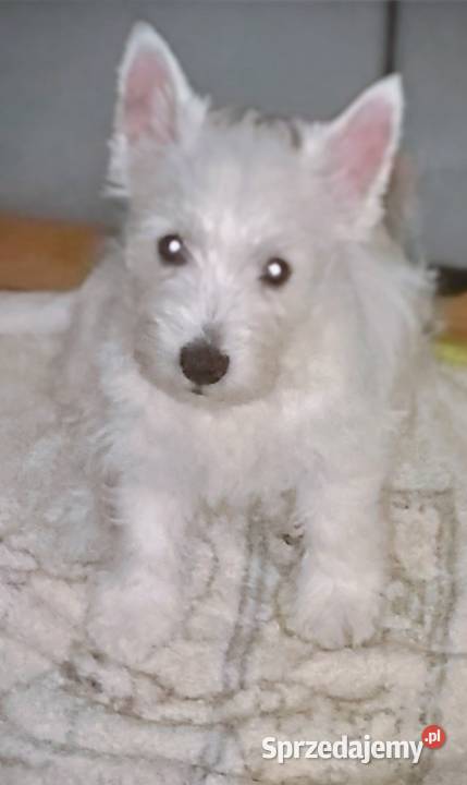 West Highland White terrier chłopiec