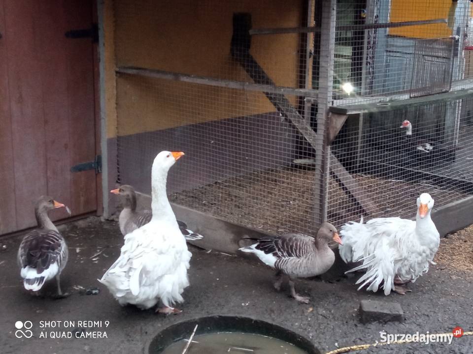 Gęsi sewastopolskie lokowane para wysyłam Zamość