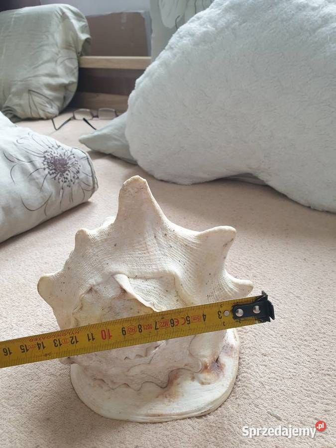 Muszla morska duża Figurki i rzeźby Gdańsk