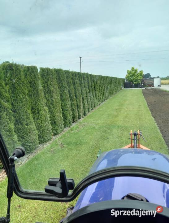 Zakładanie trawnika siew trawy FIRLEJ