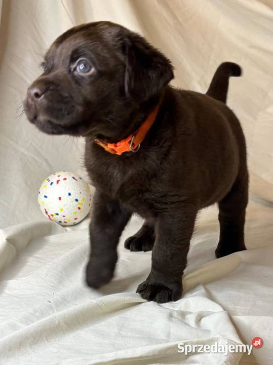 Labrador Czekoladowy suczka łódzkie Piekary