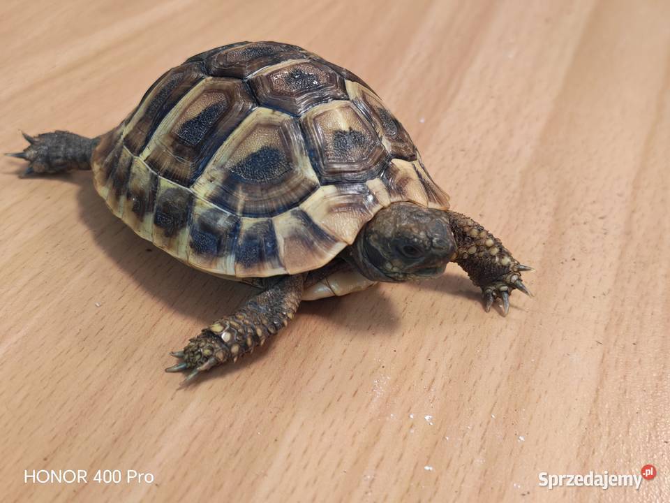 Zółw Grecki z 2025 roku dolnośląskie Oława sprzedam