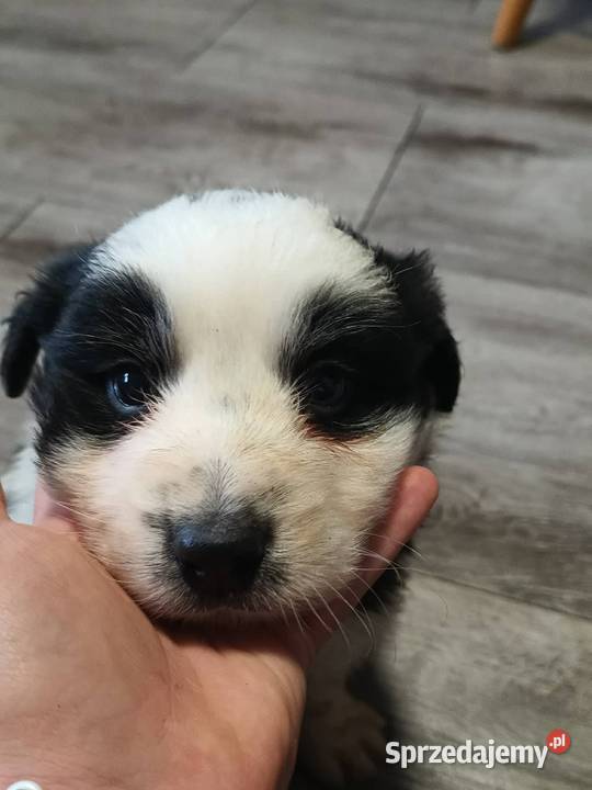 Pieski border collie małopolskie Załuczne