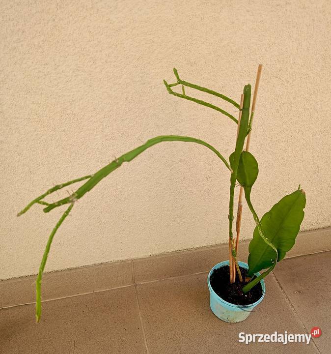 Epifilum Epiphyllum Kaktus do domu biura Bochnia