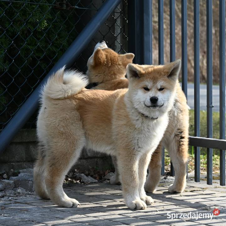 Akita japońska akita inu czerwony samiec ZKwP