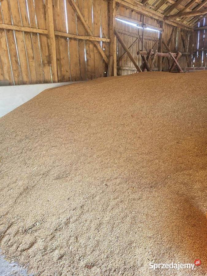 Pszenica przenżyto Czarnocin