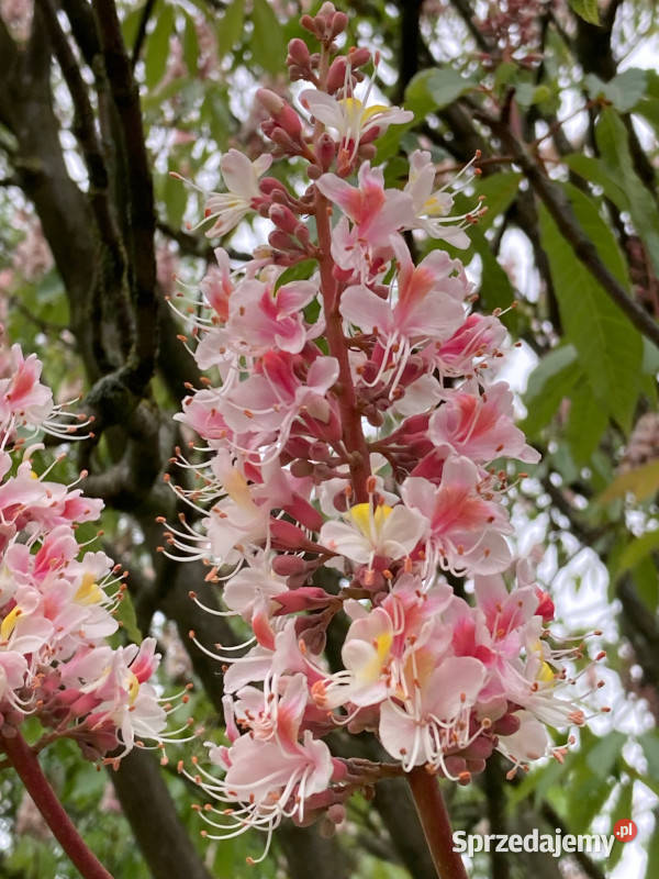 KASZTANOWIEC INDYJSKI Aesculus indica NASIONA 6 Dom i Ogród Lubanie sprzedam