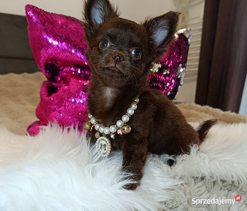 Chihuahua suczka czekoladowa długowłosa piękna Warszawa