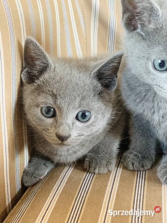 Kocięta Rrosyjskie Niebieskie WCF Łódź