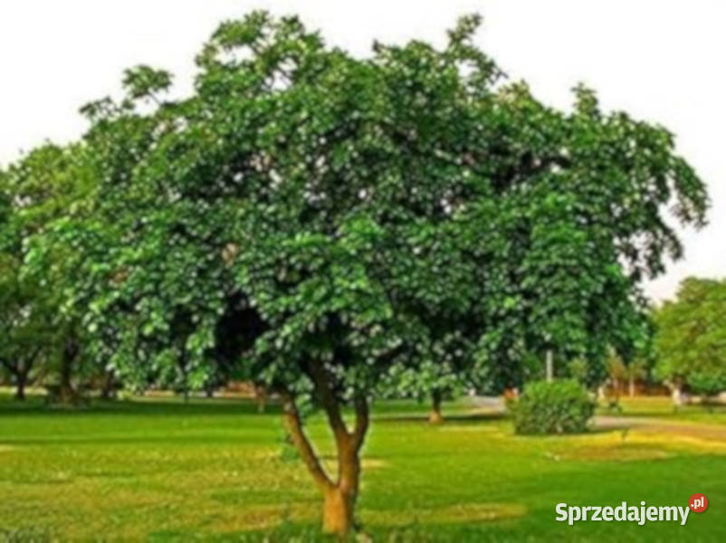GARDENIA JAŚMINOWATA Pongamia pinnata NASIONA Lubanie