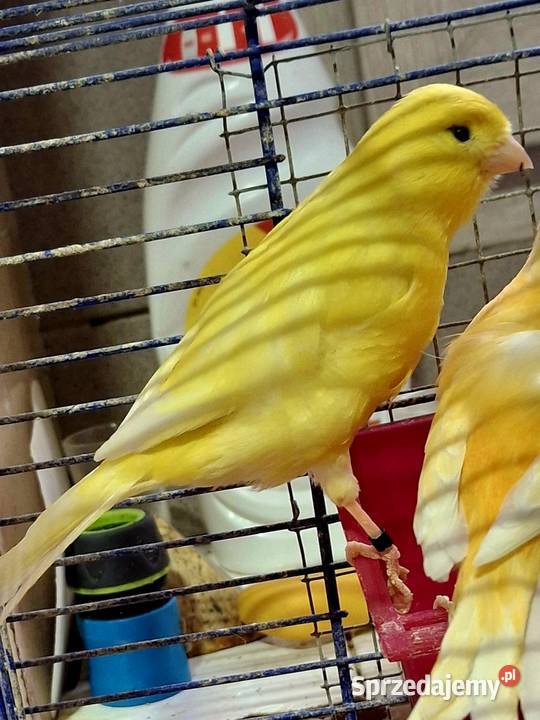 Pięknie śpiewające kanarki Rybnik