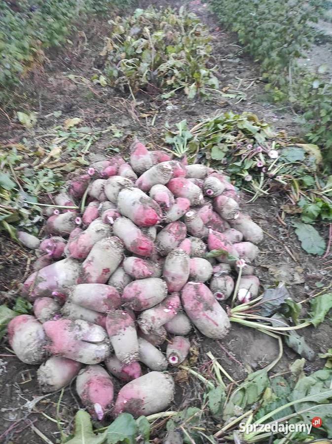 Buraki pastewne Skała