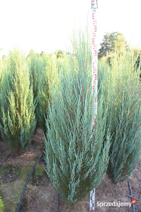 Jałowiec skalny Juniperus scop BLUE ARROW 180200 Warszawa