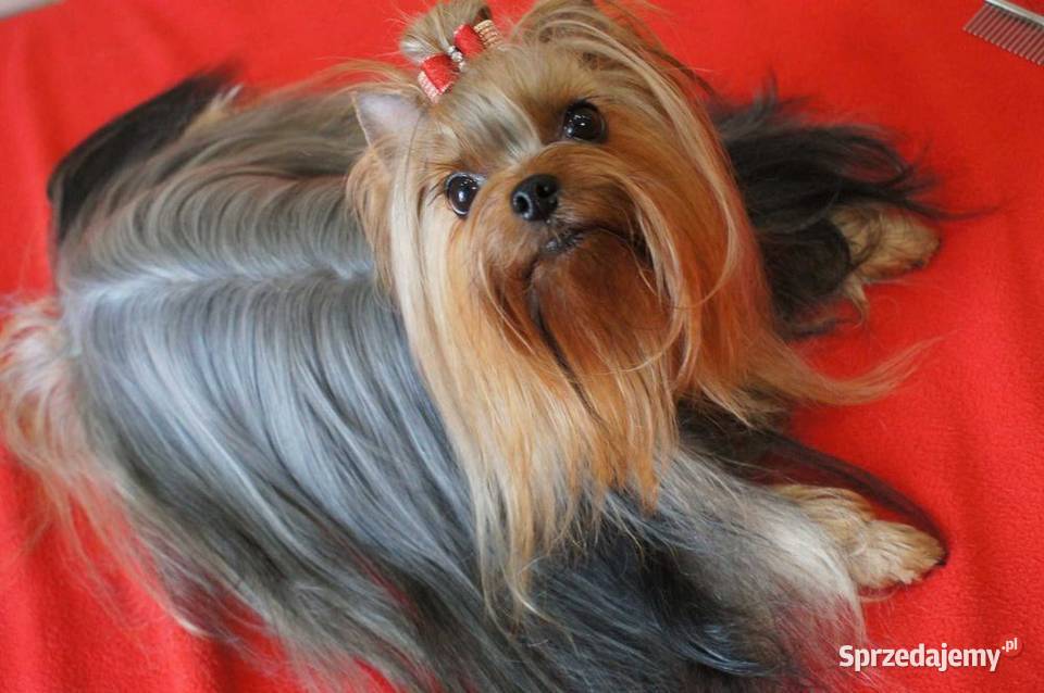 York szczeniaki rodowodowe Championach dolnośląskie