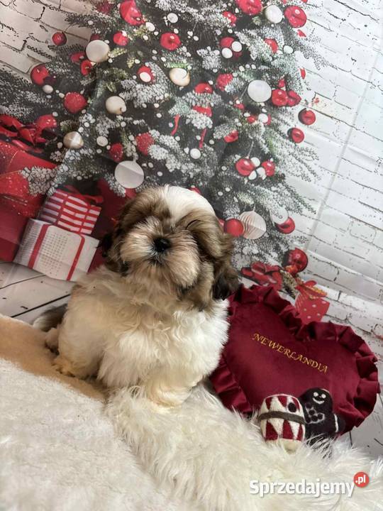 ShihTzu przepiękny gotowy do odbioru