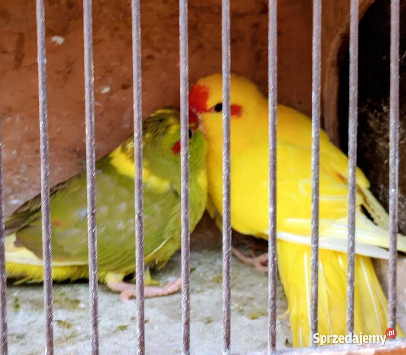 Papugi kozie Rzeszów