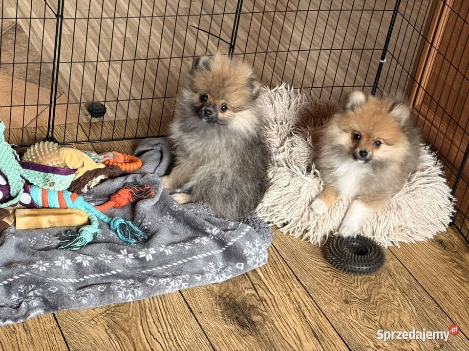 Szpic miniaturowy gotowy na zmianę domku Częstochowa