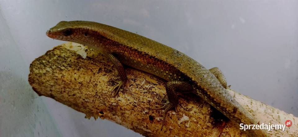 mabuya multifasciata sprzedam