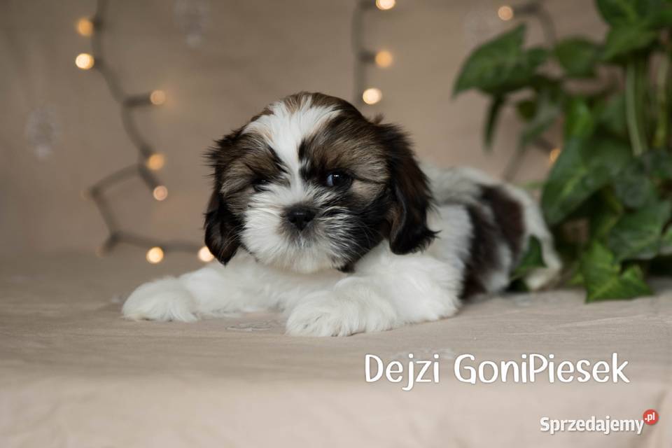 Shih Tzu Tricolor Dłutów sprzedam