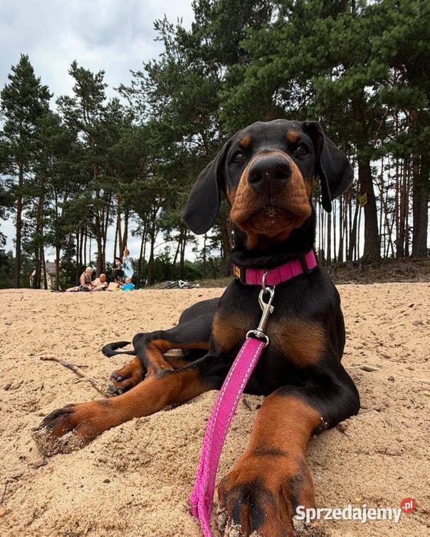Szczenięta dobermana Championie z doskonałym Lublin