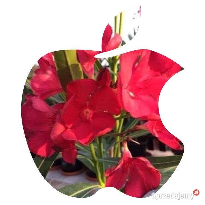 Oleander świeżo ścięte gałązki do ukorzenienia mazowieckie Brzeźnica