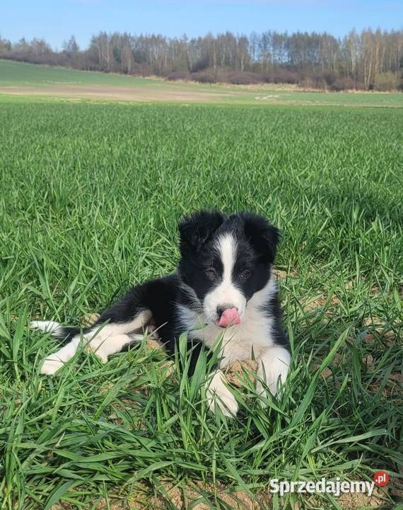 Szczeniaki Border Collie Jagatowo
