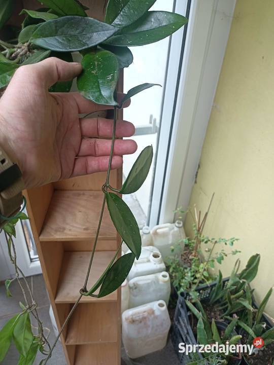 Hoya carnosa Zielona Góra