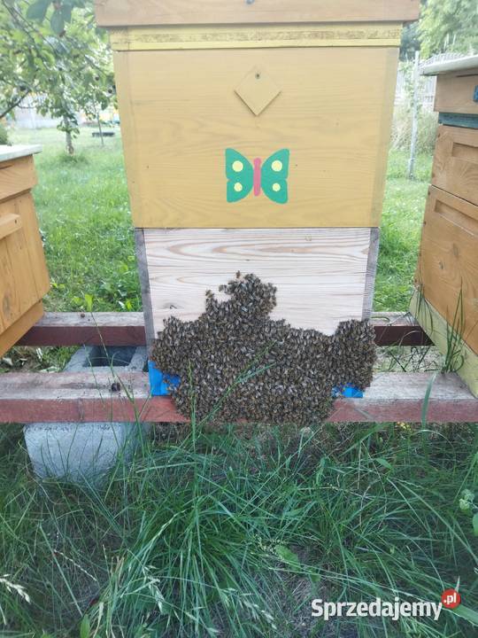 Rodziny pszczele przezimowane ramka wlkp odbiór Kuleje