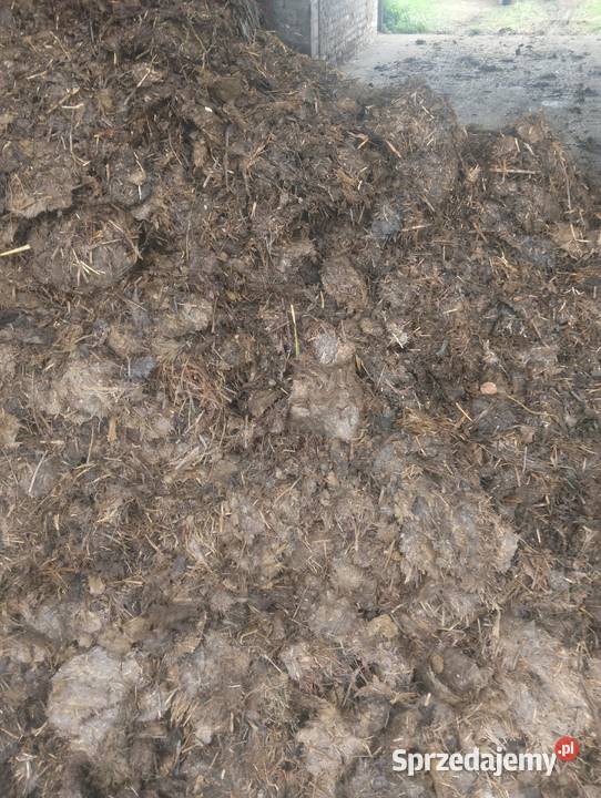 Sprzedam Obornik Koński Grodzisk Mazowiecki