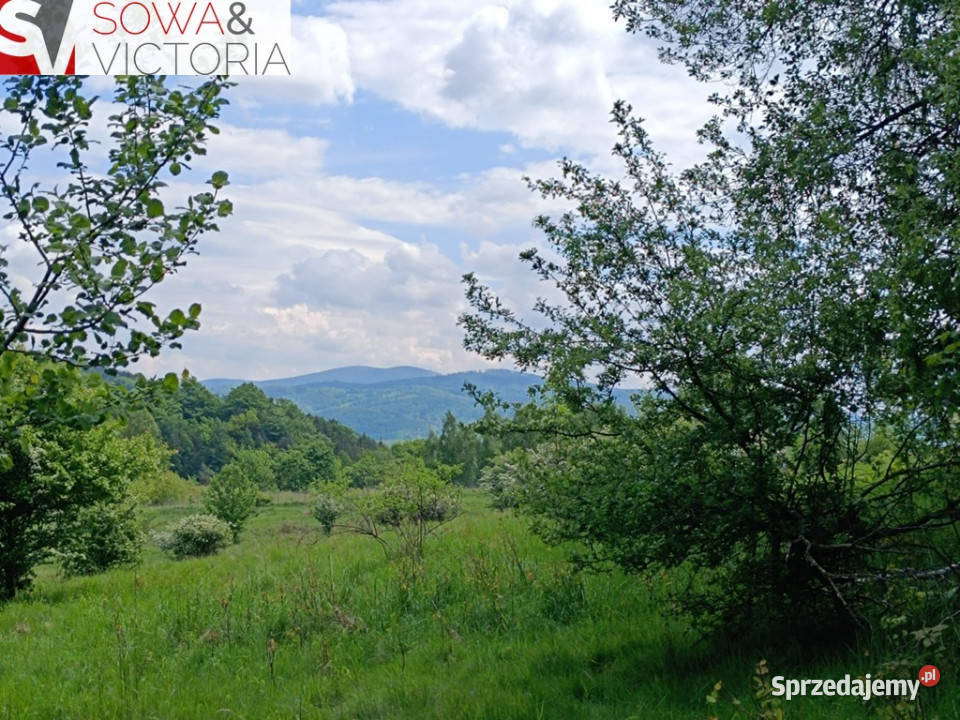 Widok na góry piękny drzewostan lesie Jedlina-Zdrój